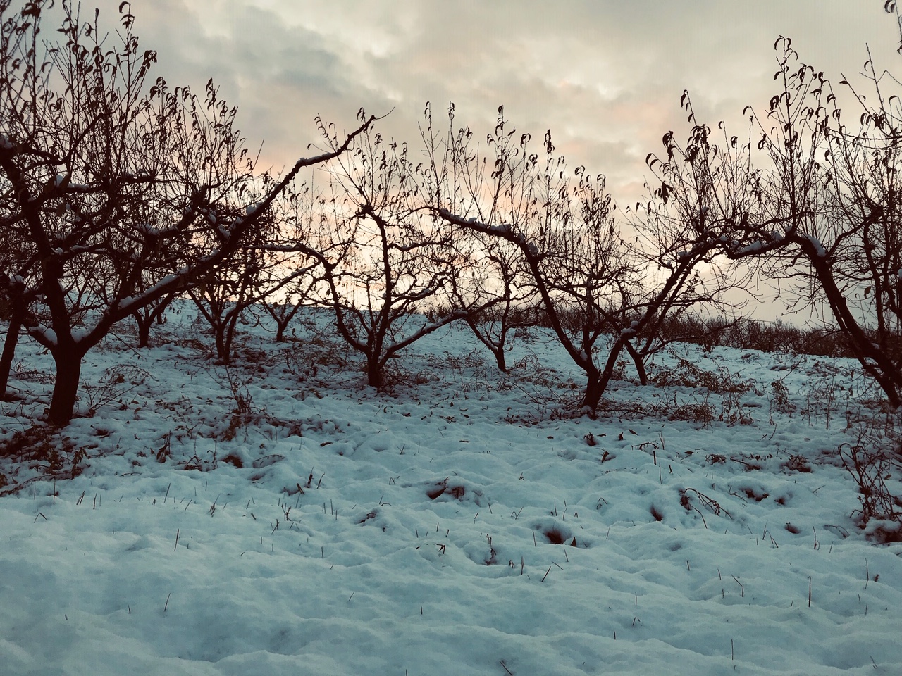 Vergers sous la neige