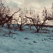 Vergers sous la neige